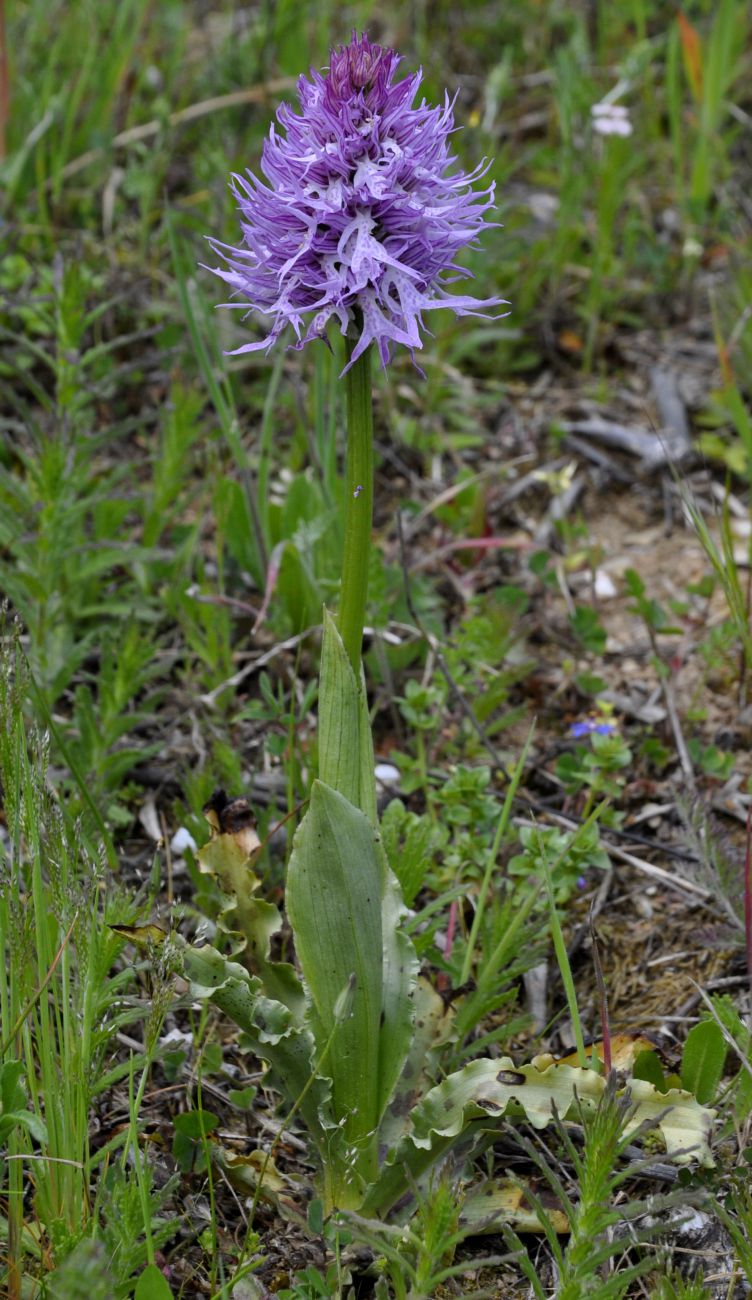 Image of Orchis italica specimen.