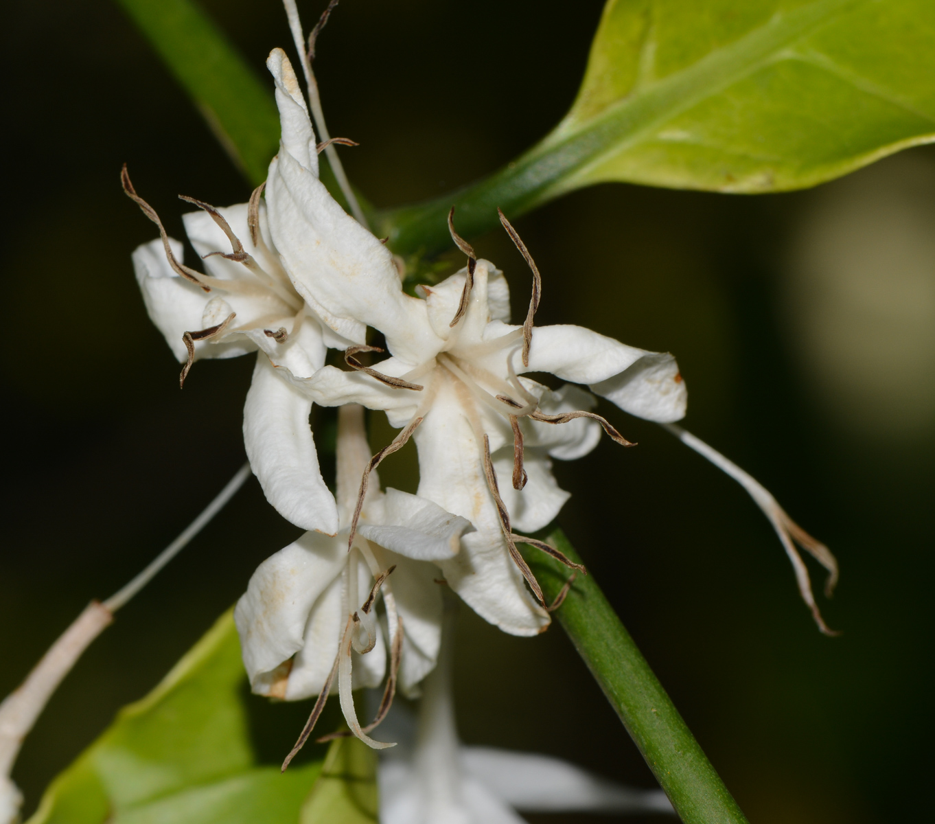 Изображение особи Coffea arabica.