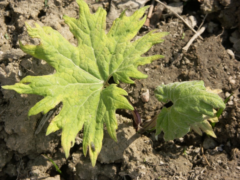 Image of Petasites tatewakianus specimen.