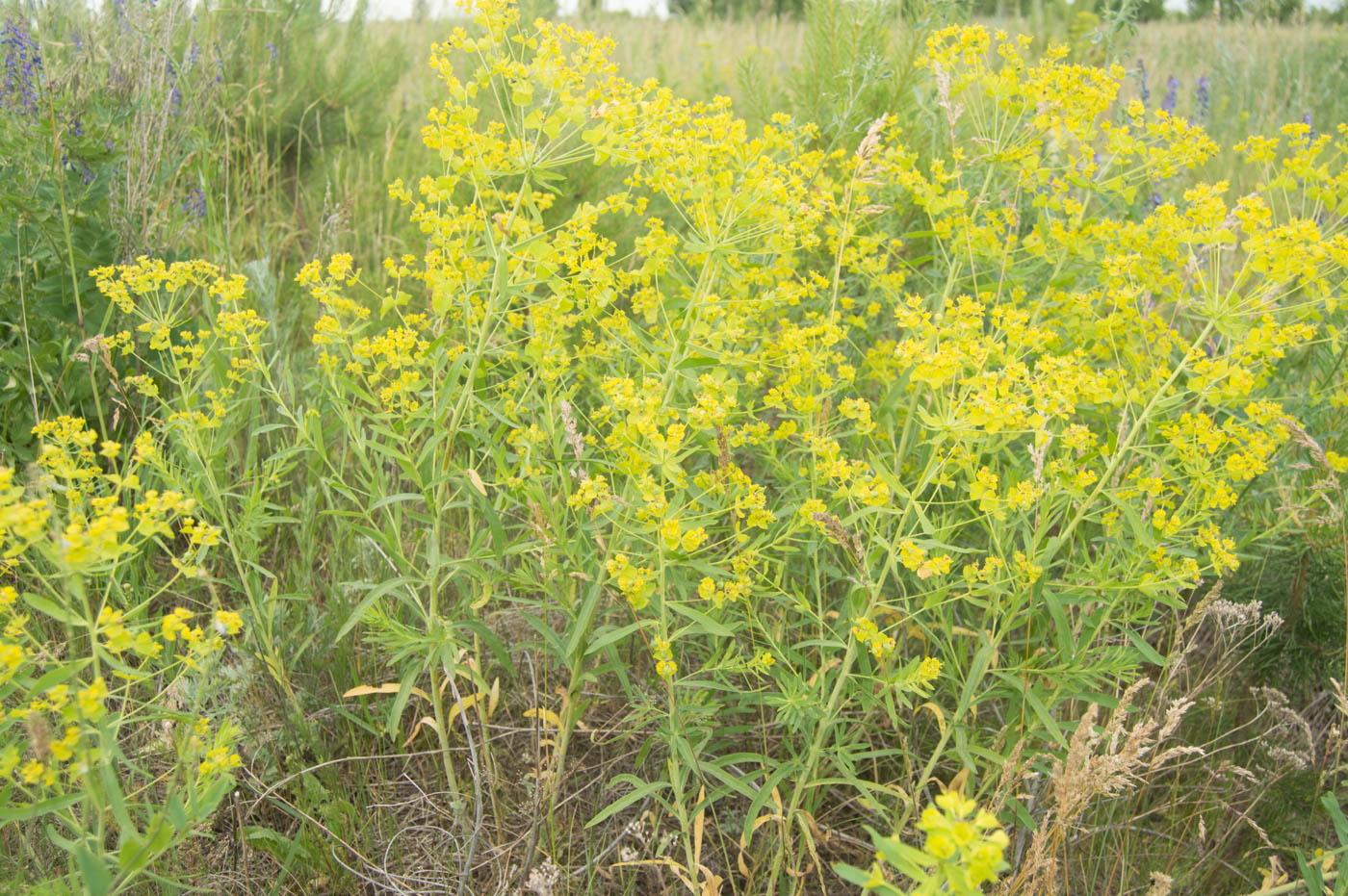 Изображение особи Euphorbia virgata.