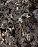 Parmelia sulcata