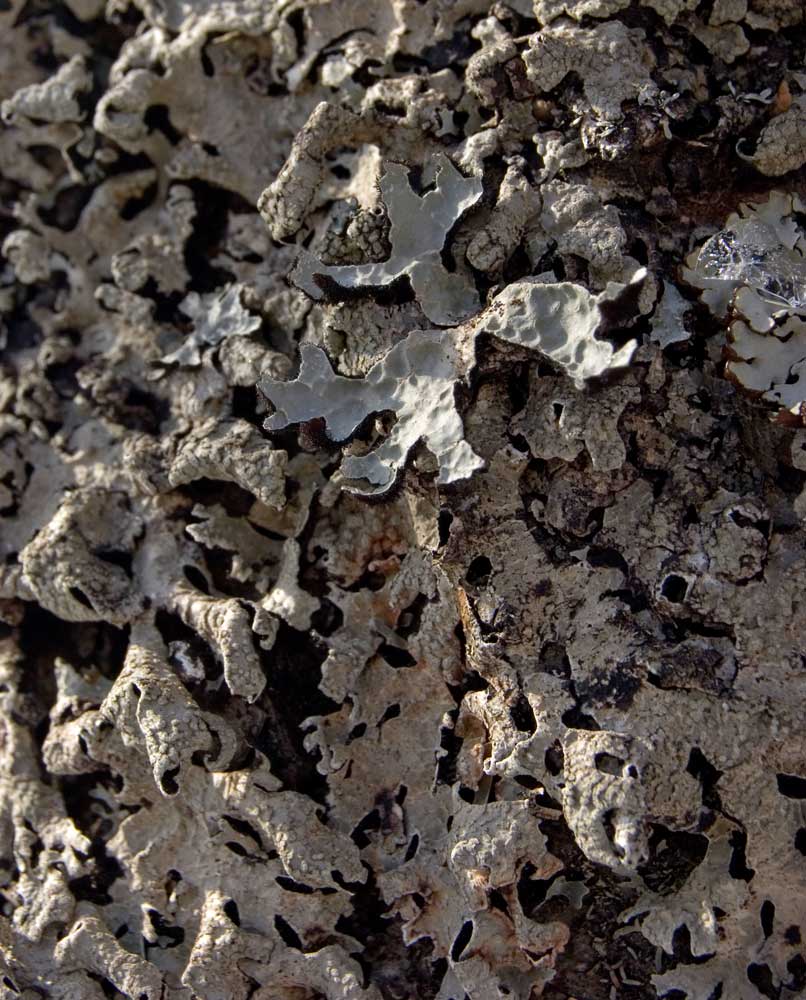Image of Parmelia sulcata specimen.