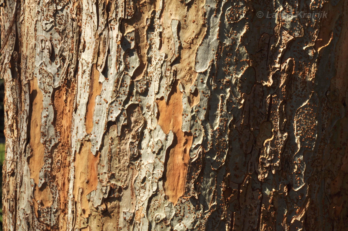 Image of Ulmus parvifolia specimen.