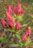 Rhododendron подвид japonicum