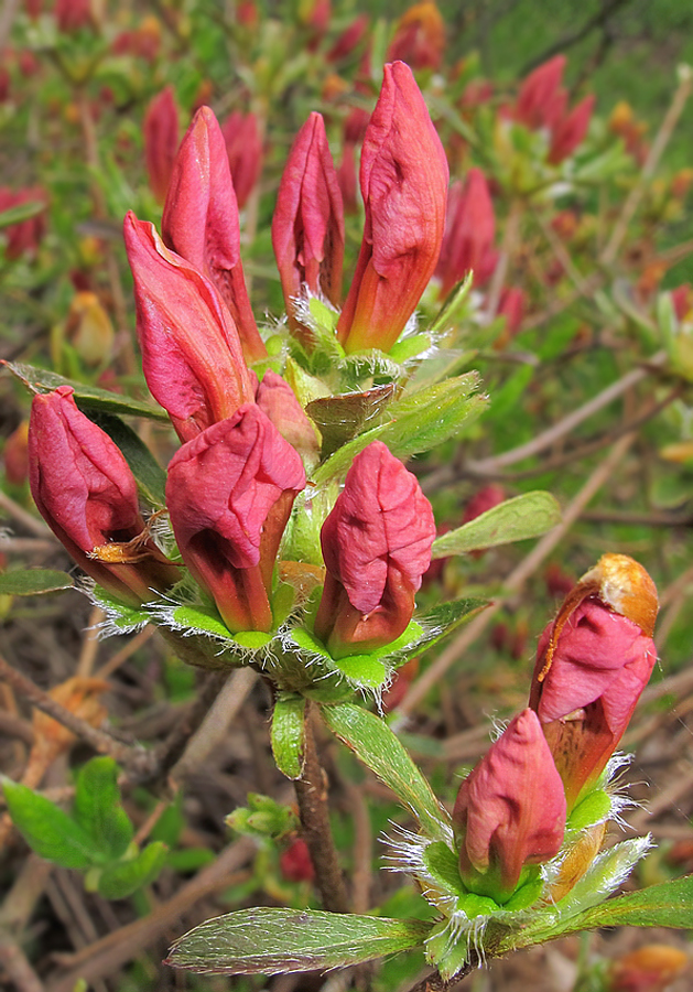 Изображение особи Rhododendron molle ssp. japonicum.