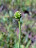 Ranunculus japonicus. Верхушка побега с плодом. Амурская обл., Бурейский р-н, окр. с. Виноградовка, дорога в дубовом лесу, зарастающая травой. 28.07.2016.