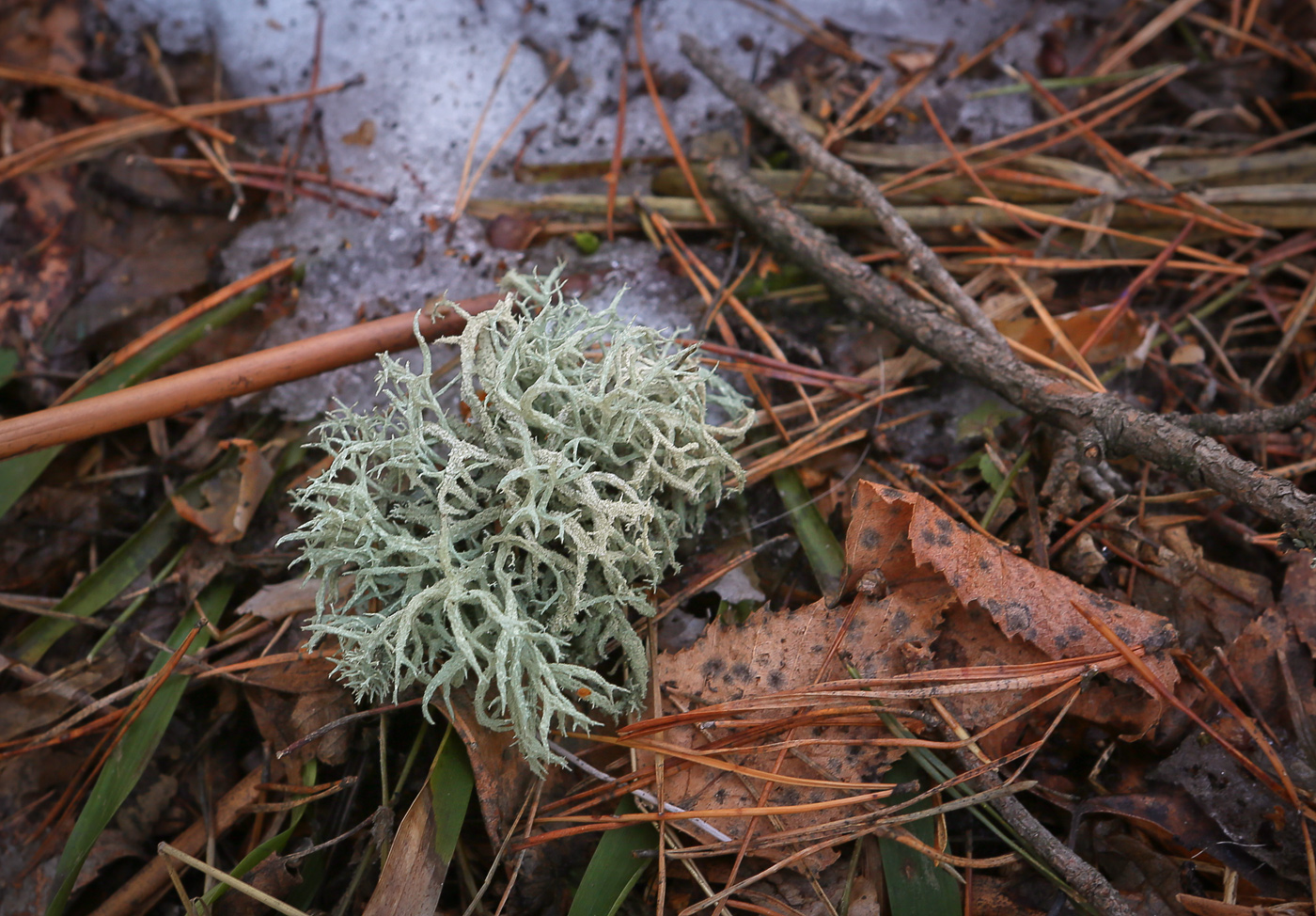 Изображение особи Evernia mesomorpha.