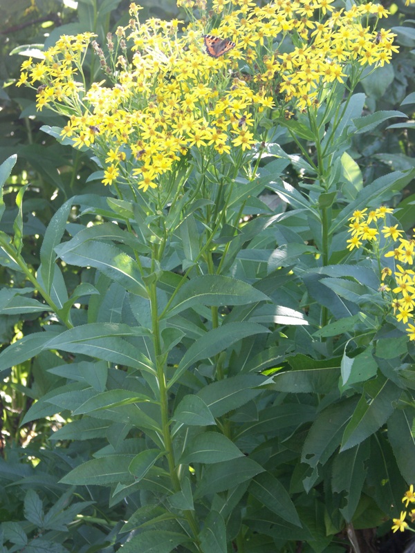 Изображение особи Senecio sarracenicus.