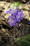 Hepatica nobilis