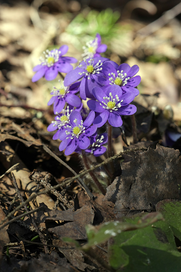 Image of Hepatica nobilis specimen.