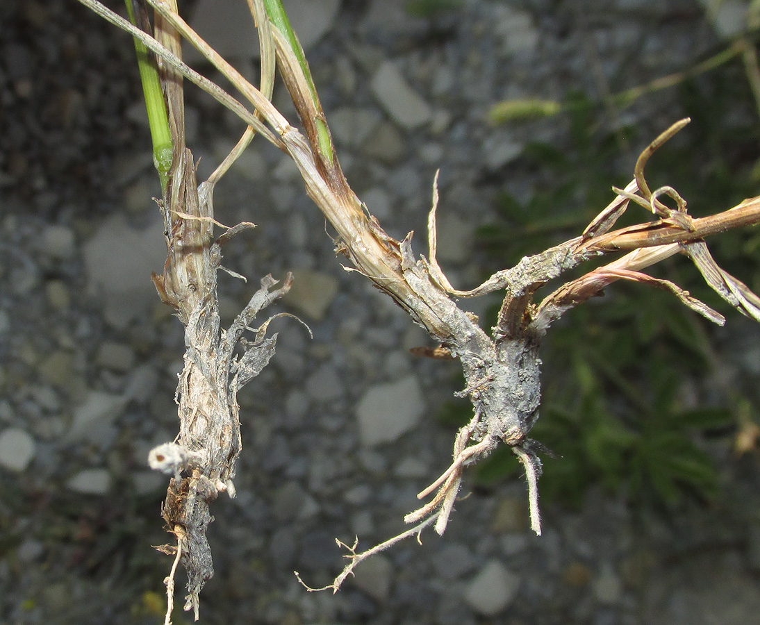 Изображение особи Agropyron pinifolium.