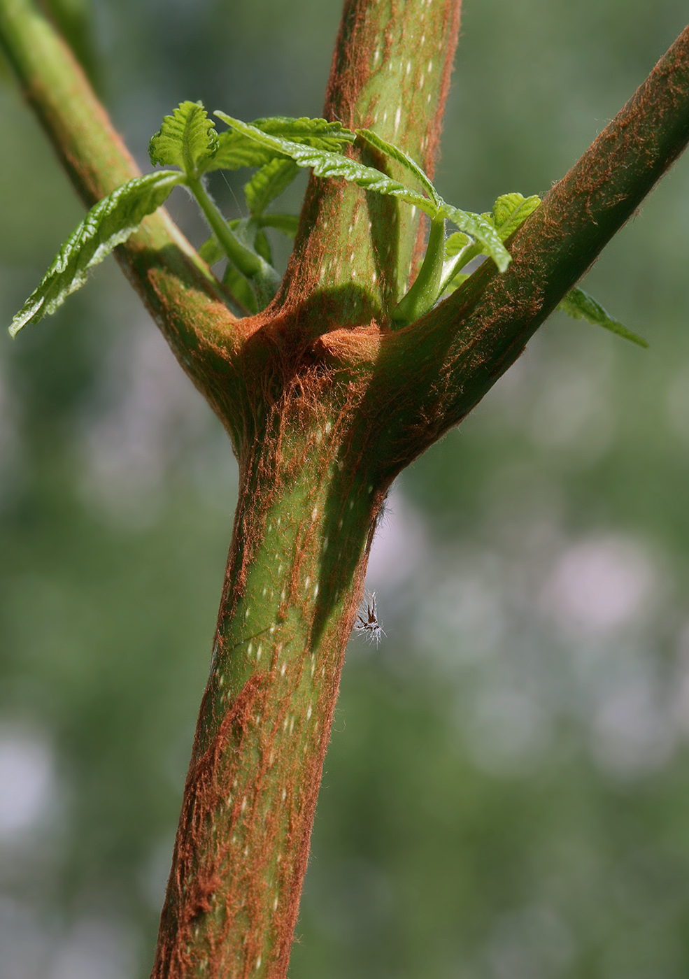 Image of Aesculus hippocastanum specimen.