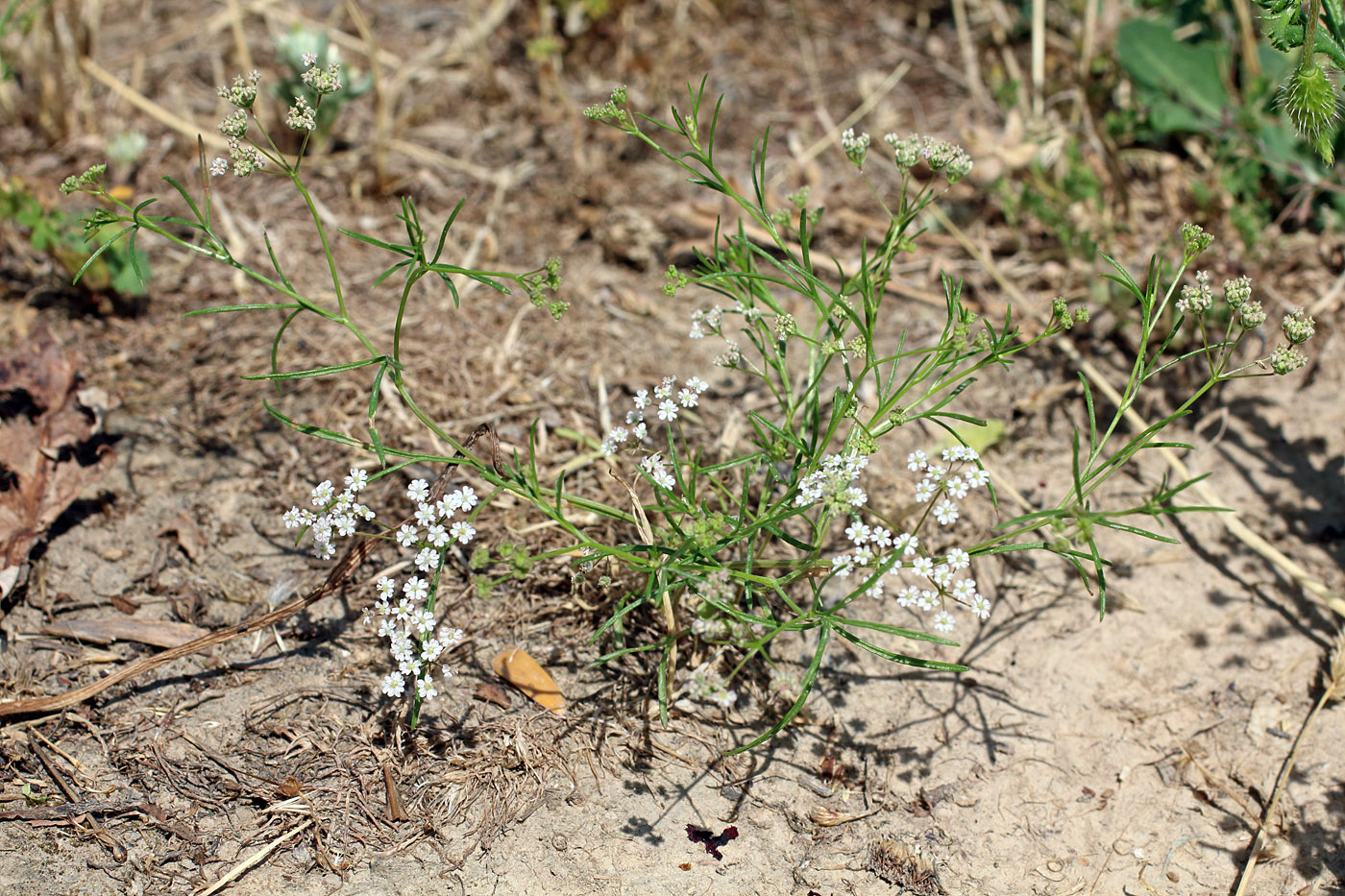 Изображение особи Aphanopleura capillifolia.