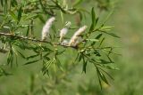 Salix siuzevii