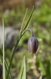 Fritillaria uva-vulpis. Верхушка цветущего растения. Мурманск, МАГУ, в культуре на клумбе. 15.06.2017.