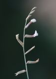 Смотреть изображение Astragalus namanganicus