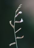 Astragalus namanganicus