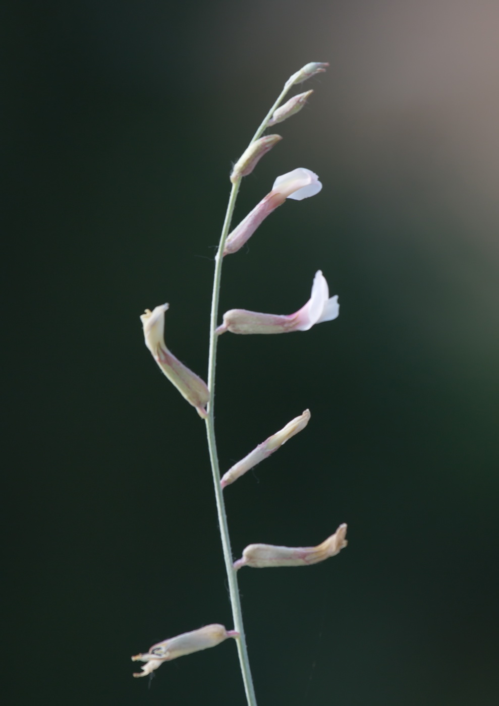 Изображение особи Astragalus namanganicus.