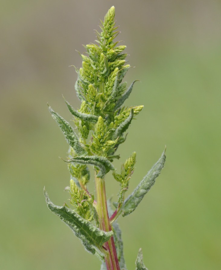 Image of Beta maritima specimen.