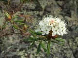Ledum decumbens