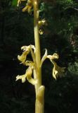 Image of taxon representative. Author is Николай Степанов