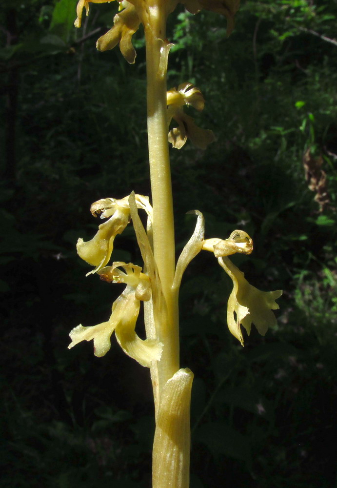 Image of Neottia krasnojarica specimen.
