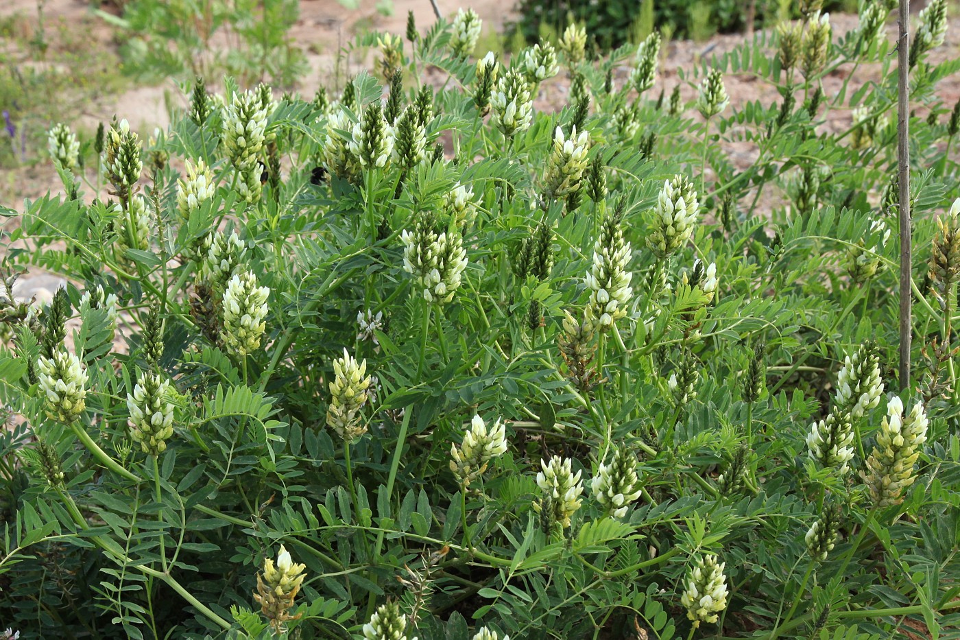 Изображение особи Astragalus cicer.