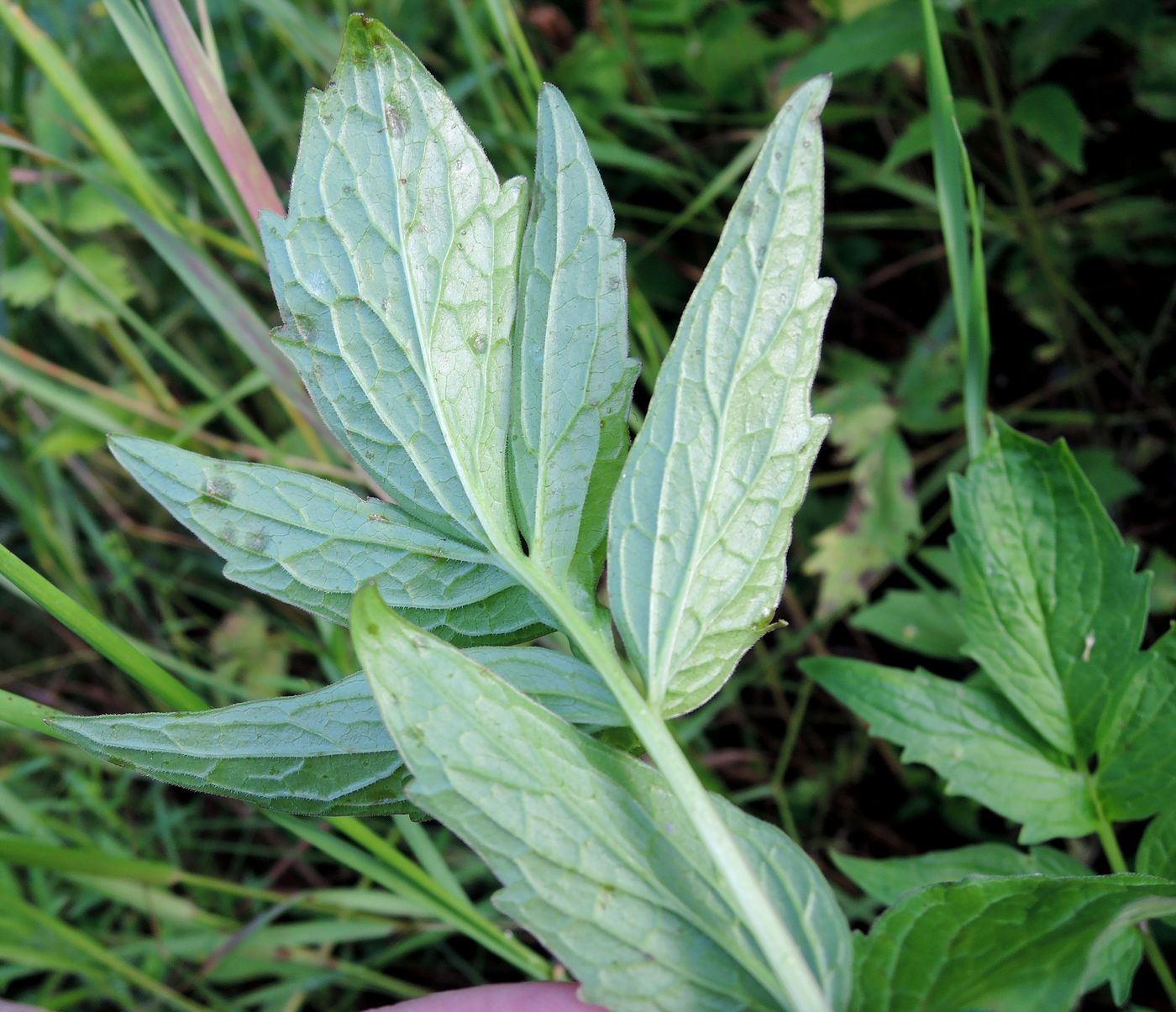 Image of Valeriana officinalis specimen.