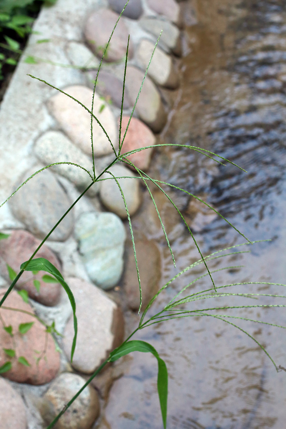 Изображение особи Digitaria sanguinalis.