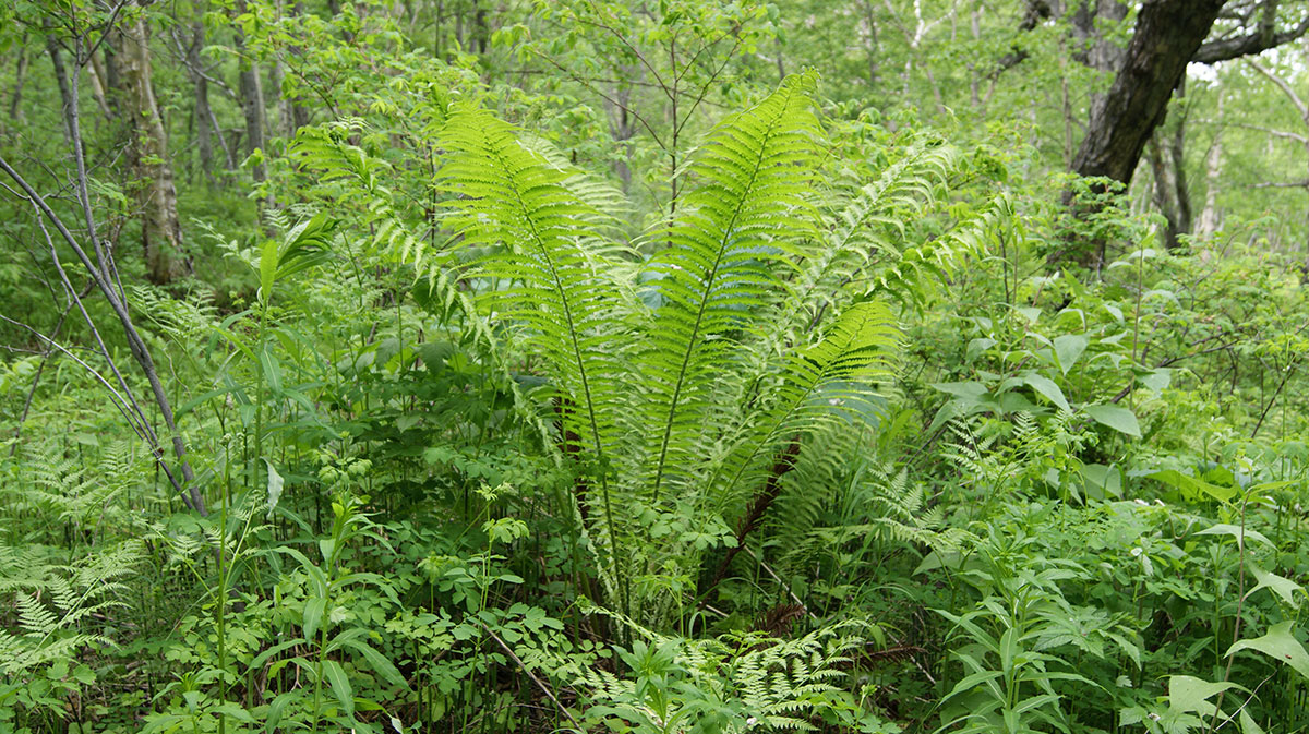 Image of Matteuccia struthiopteris specimen.