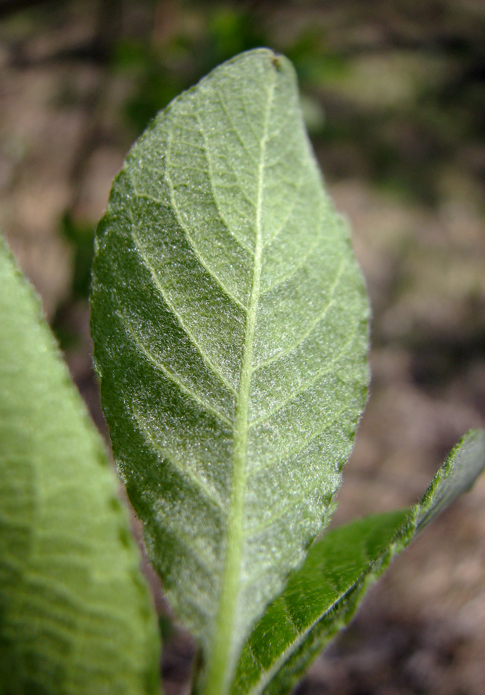 Изображение особи Salix caprea.