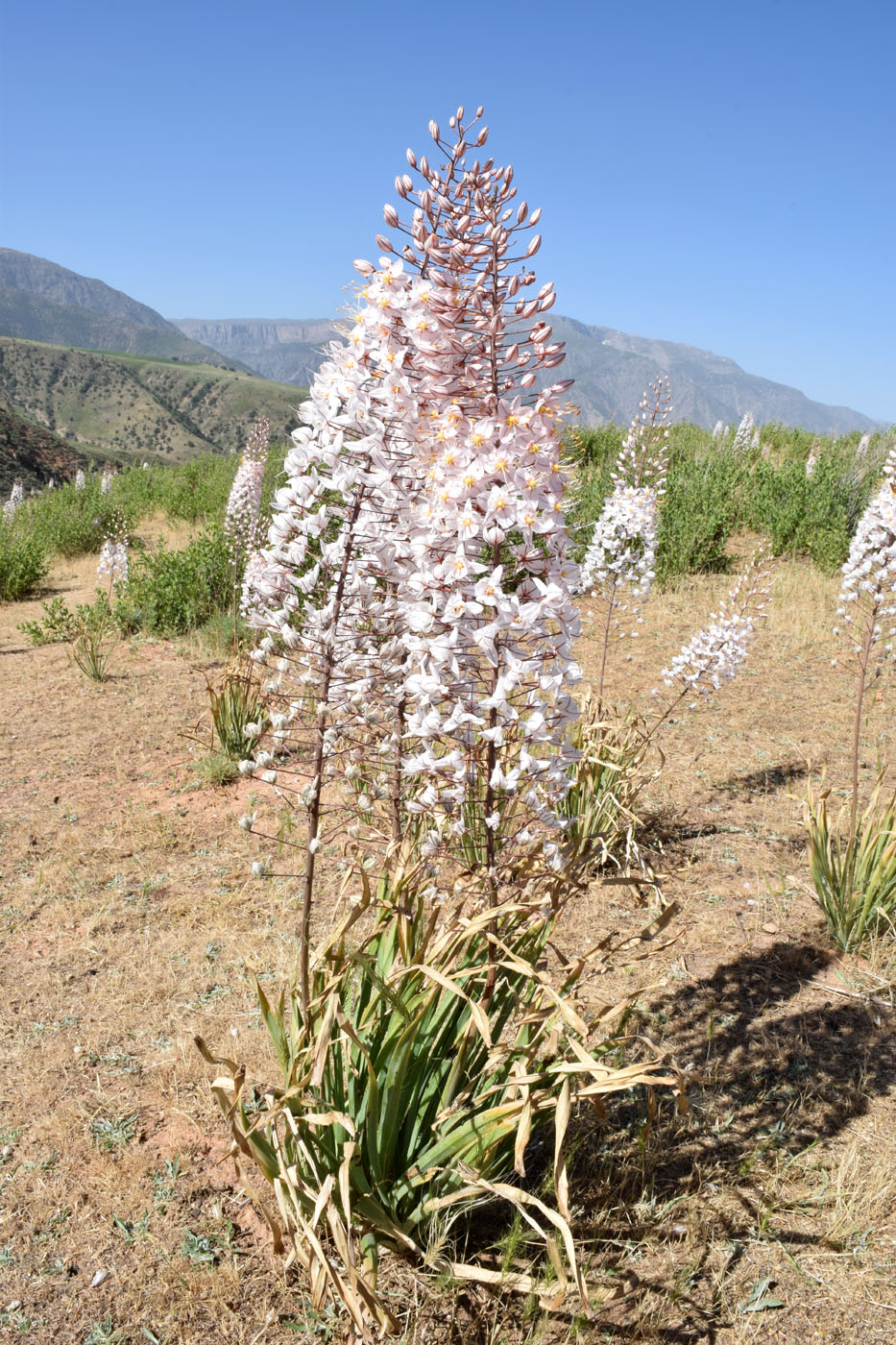 Изображение особи Eremurus olgae.