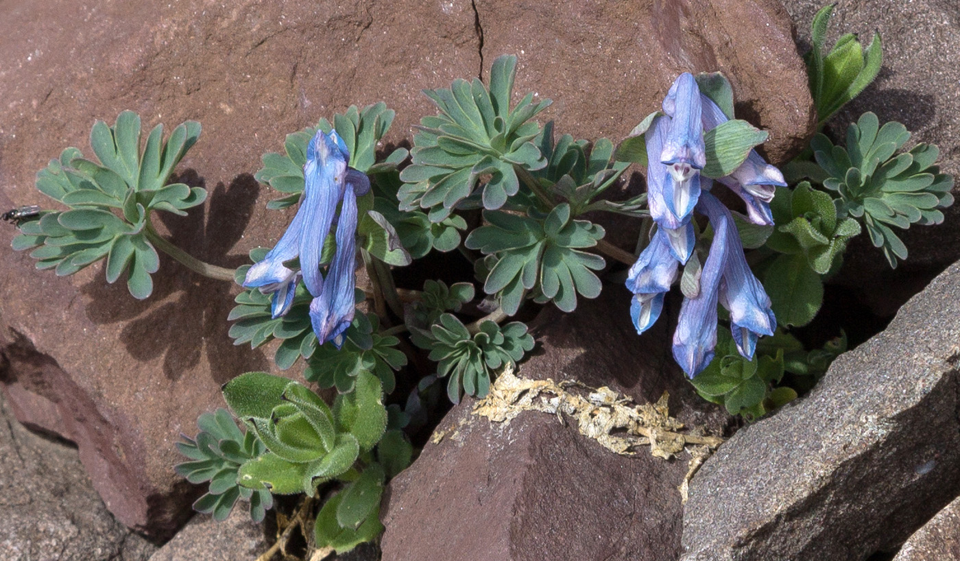 Изображение особи Corydalis alpestris.