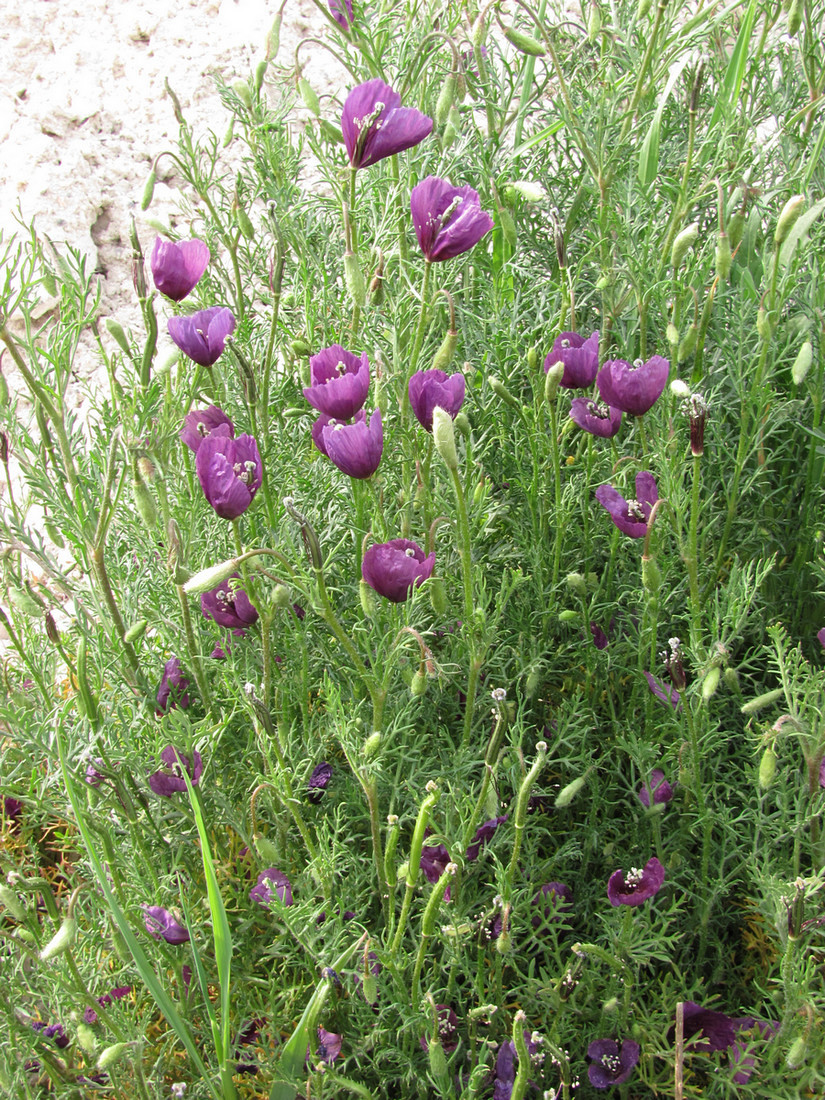 Image of Roemeria hybrida specimen.