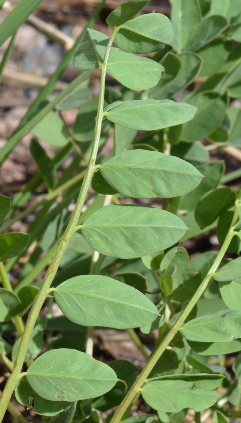 Изображение особи Astragalus aksaricus.