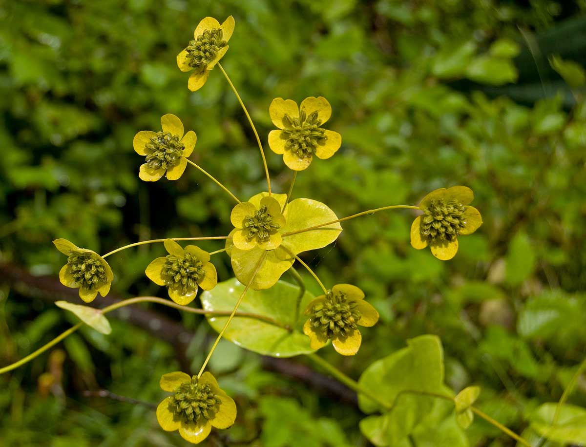 Изображение особи Bupleurum longifolium ssp. aureum.