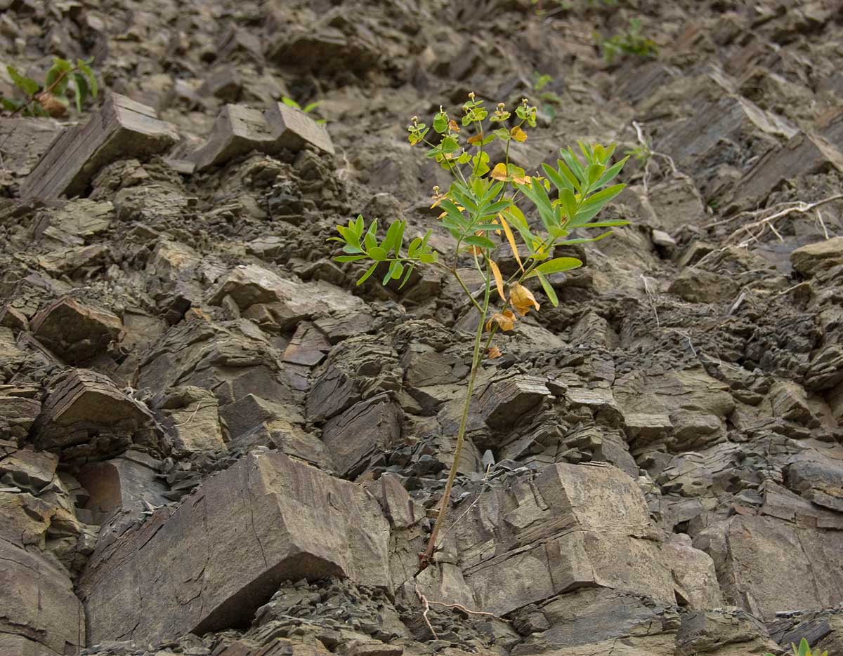 Изображение особи Euphorbia esula.