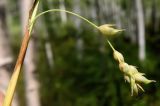 Carex falcata