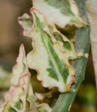Euphorbia tithymaloides. Лист. Израиль, впадина Мёртвого моря, киббуц Эйн-Геди. 24.04.2017.