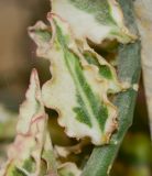 Euphorbia tithymaloides