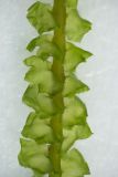 Image of taxon representative. Author is Владимир Брюхов