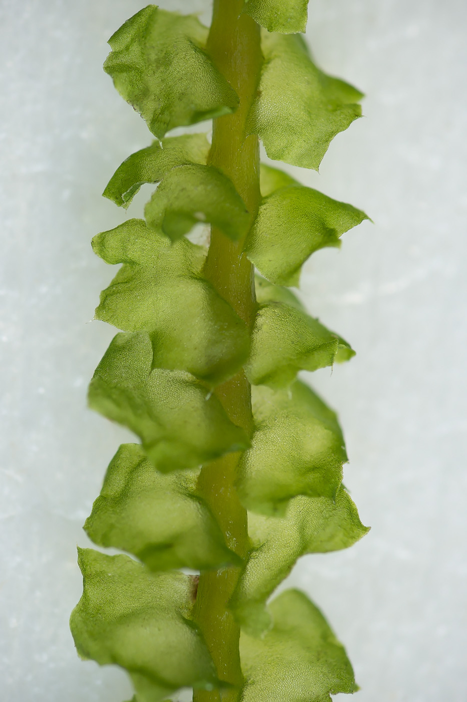 Изображение особи Barbilophozia lycopodioides.