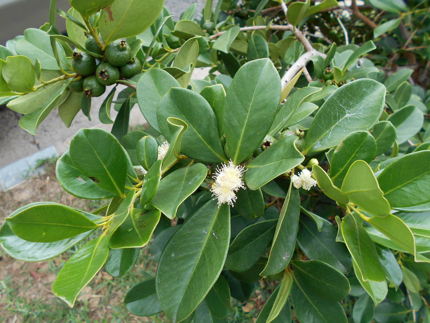 Изображение особи Psidium cattleianum.