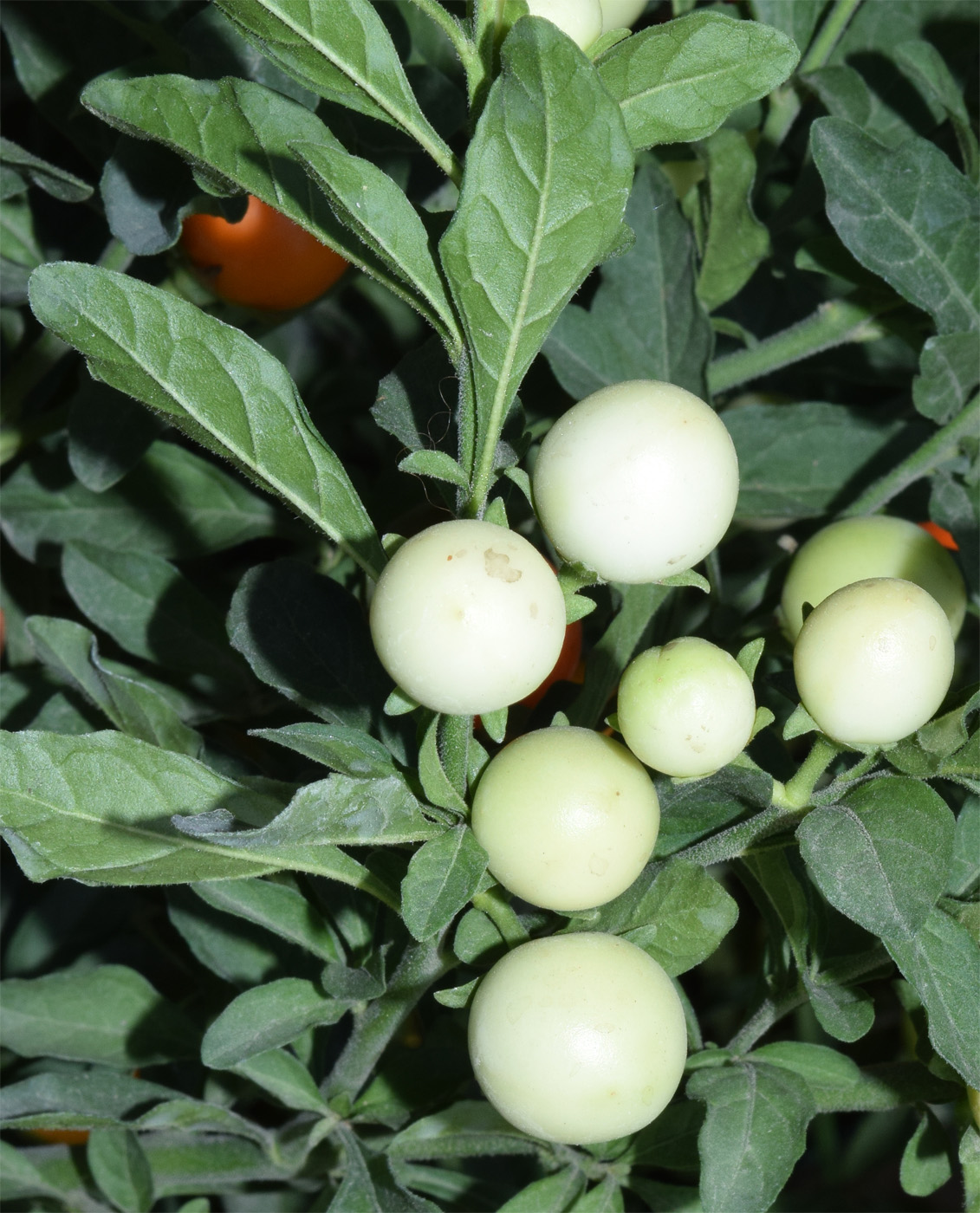 Image of Solanum pseudocapsicum specimen.