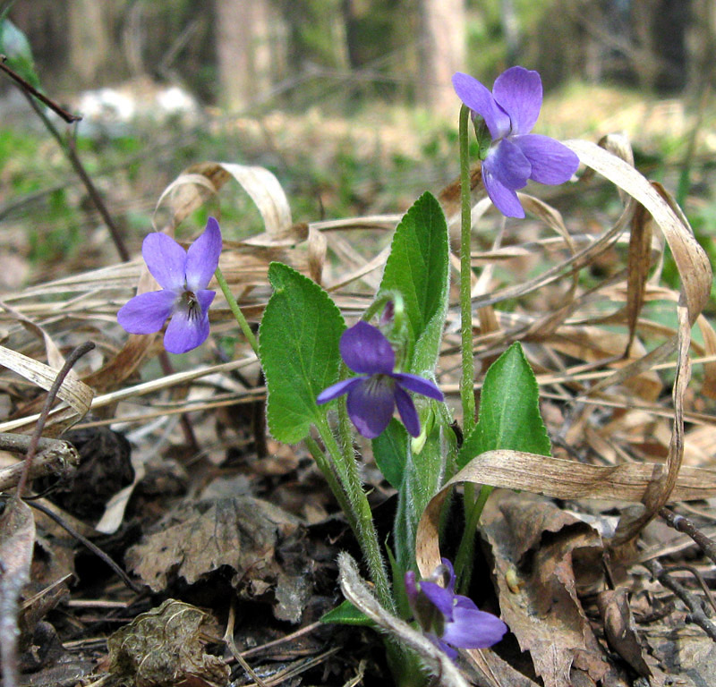 Image of Viola hirta specimen.