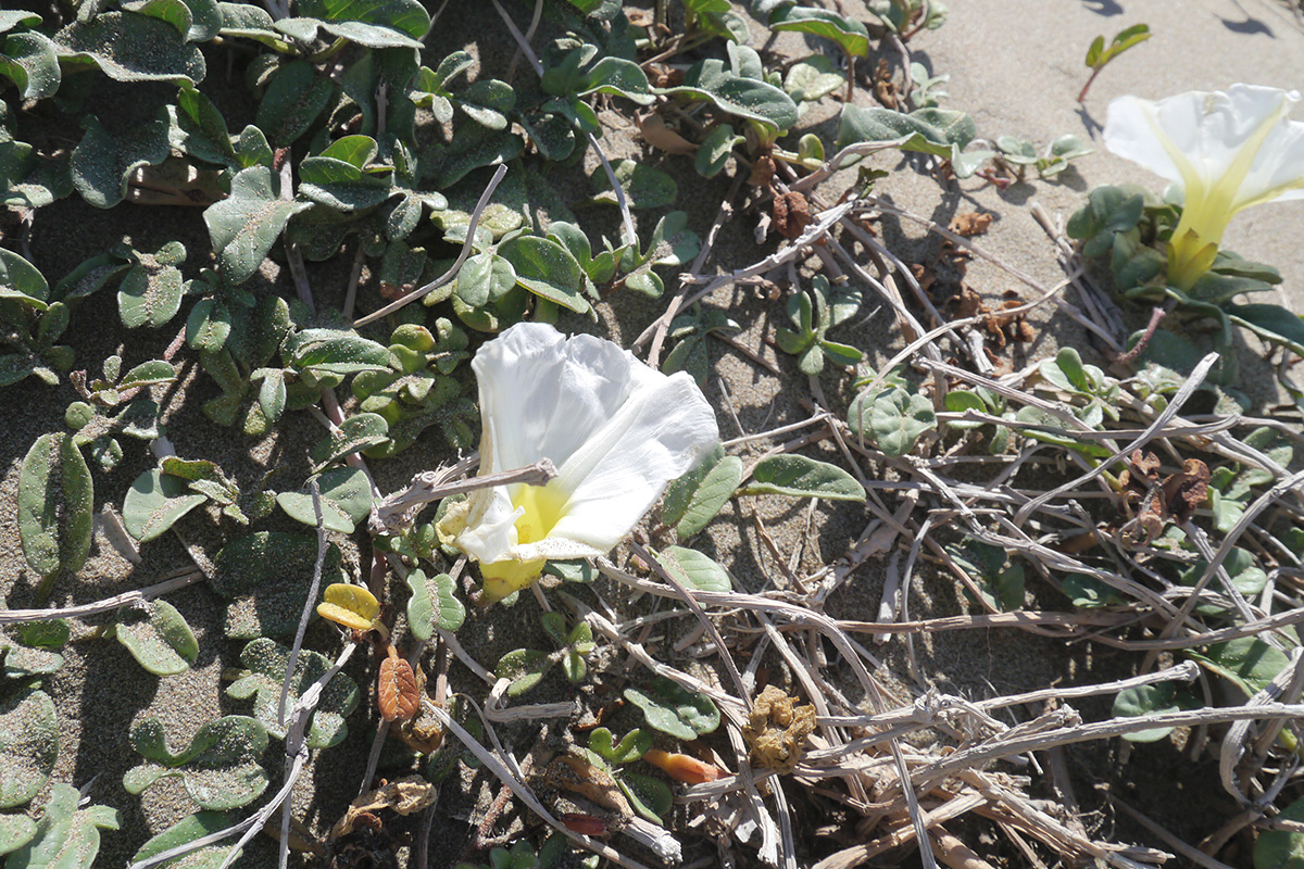 Image of Ipomoea imperati specimen.