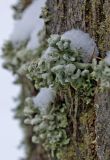 Hypogymnia physodes. Таллом (var. casidioformis) на стволе липы. Башкортостан, Белорецкий р-н, Верхнеавзянский сельсовет, окр. с. Исмакаево, хр. Большой Шатак, ≈ 1000 м н.у.м, разреженный лиственный лес с преобладанием берёзы. 5 ноября 2017 г.
