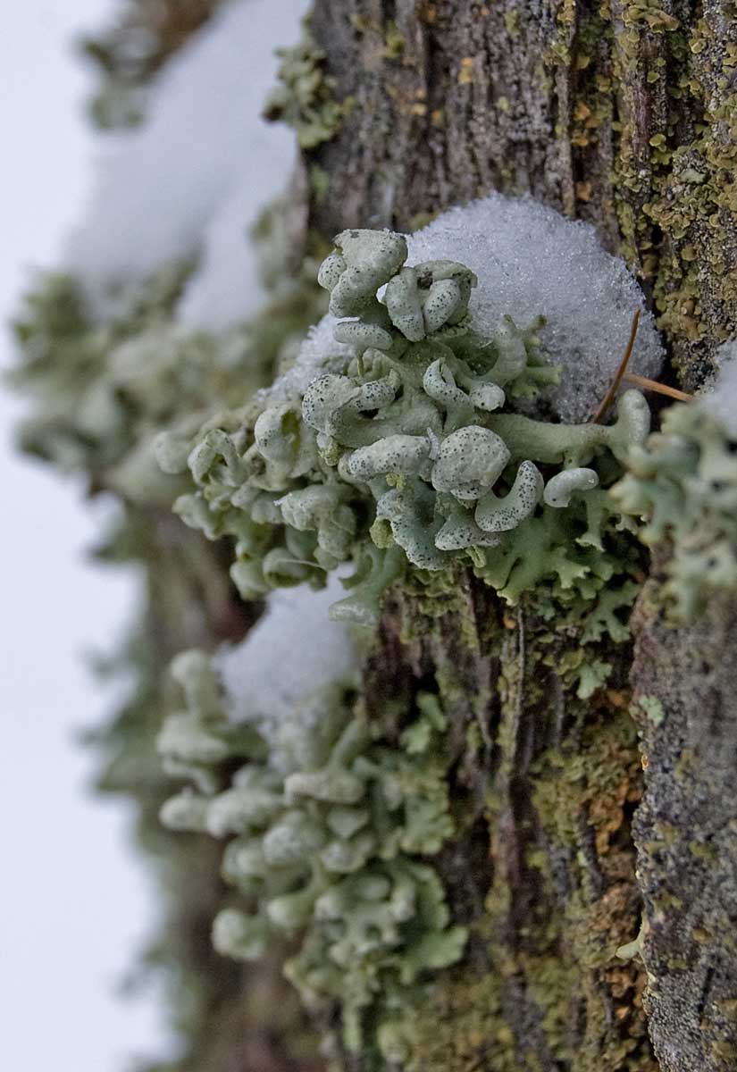 Изображение особи Hypogymnia physodes.