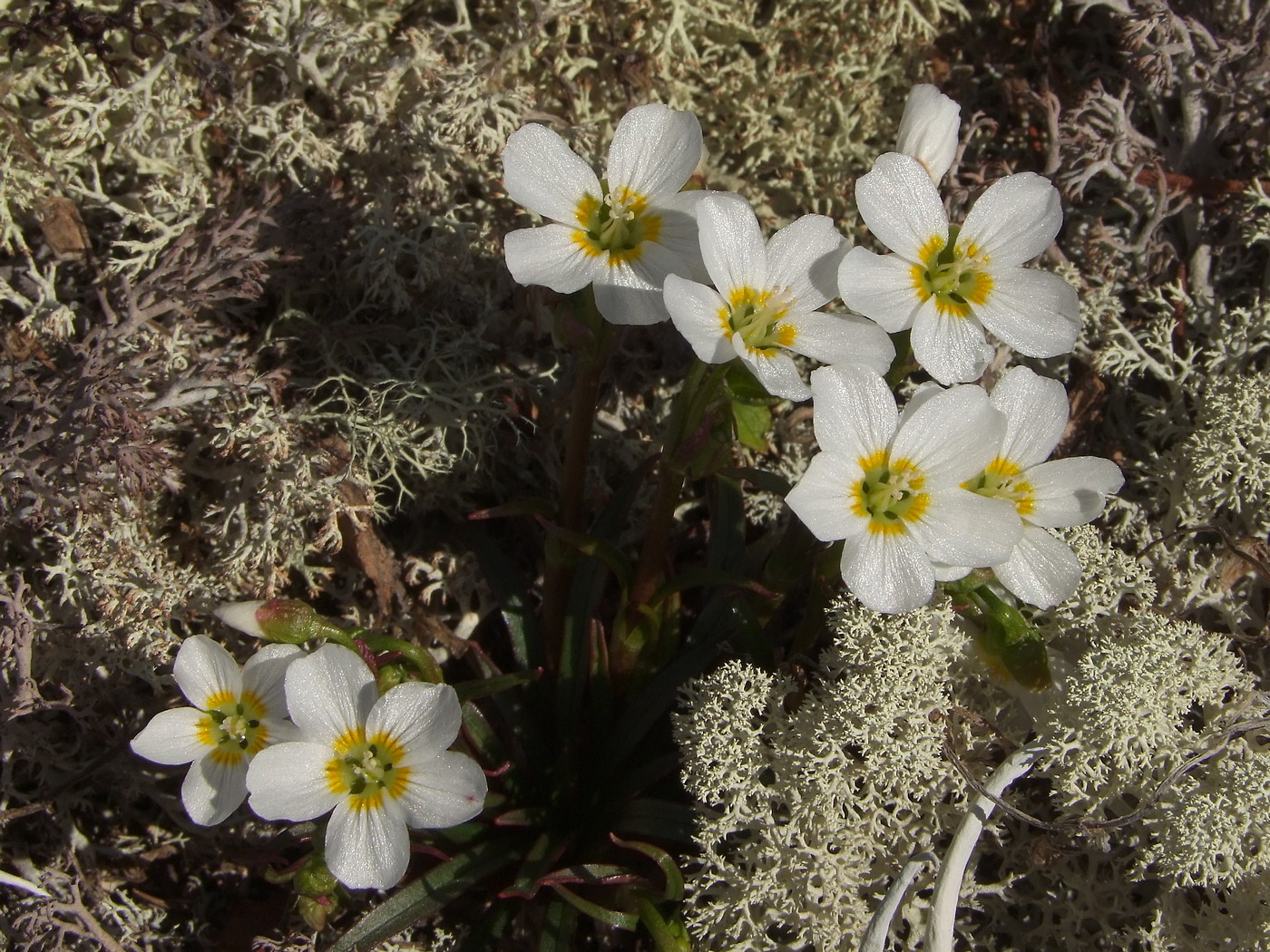 Изображение особи Claytonia soczaviana.