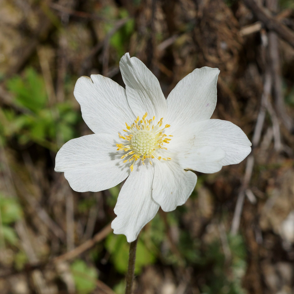 Изображение особи Anemone sylvestris.